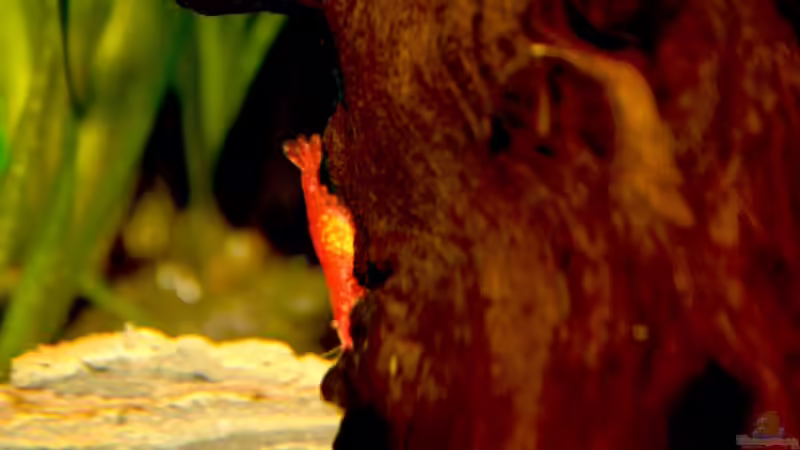 Garnele mit Laichansatz 29. September 2008 von Calexico (11)