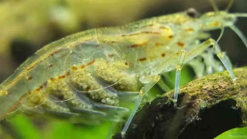 Garnele mit Laichansatz von axolotl (73)