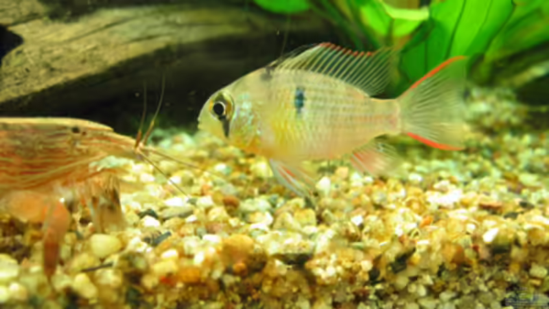 Garnele mit Microgeophagus altispinosus von TB (5)