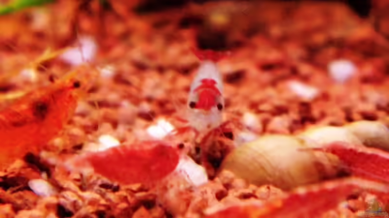 Garnele mit weissen Körper , roten Schwanz und roten Fleck auf der Stirn von snooze (53)