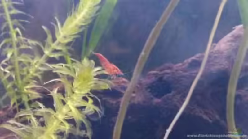 Garnele red fire von Ceylon (8)