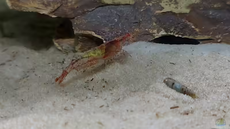 Garnele rot von Alex Rieger (21)