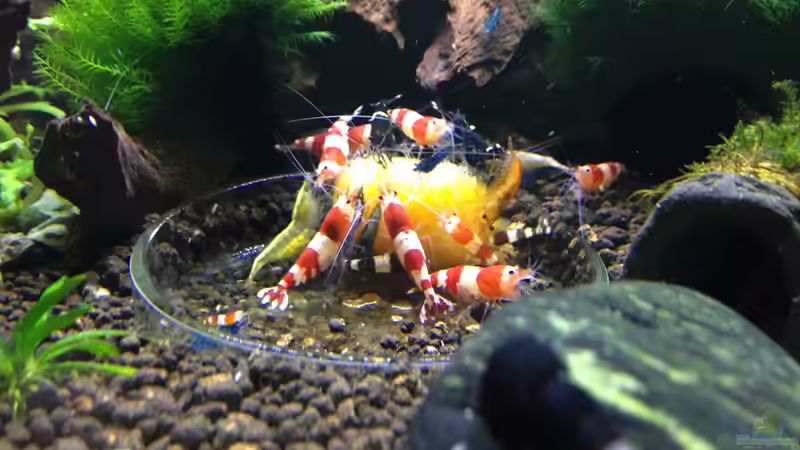 Garnele sind verrückt nach Gemüse von Thainrinn (4)