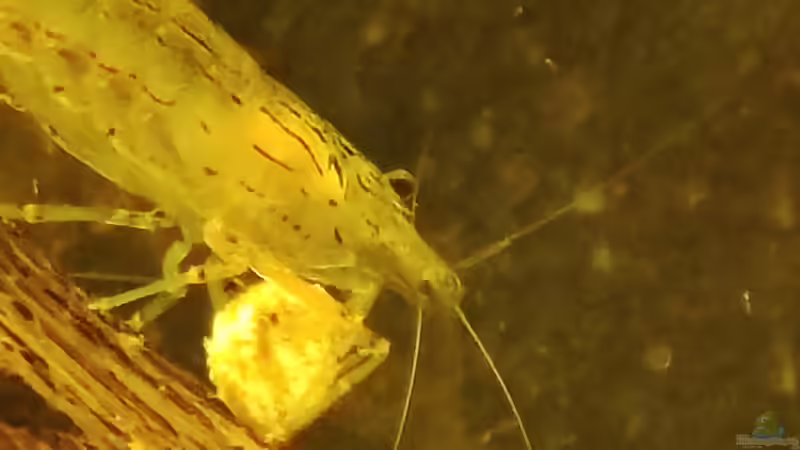 Garnele steht auf Futtertablete von Amazonas (59)