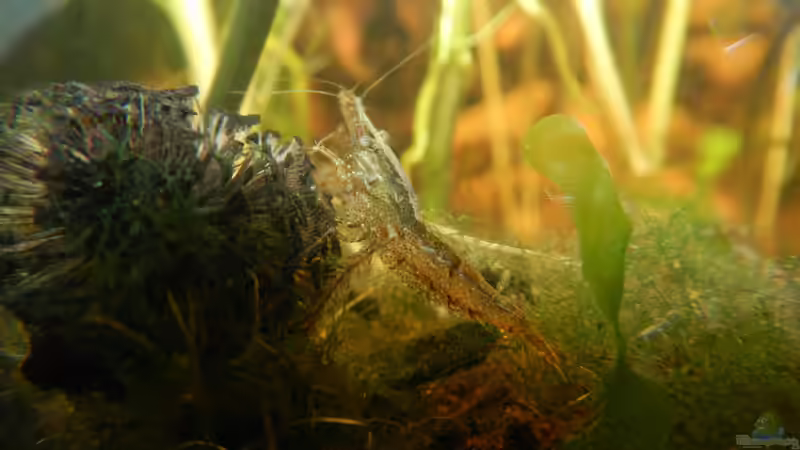 Garnele und Erlenzapfen von miv (29)