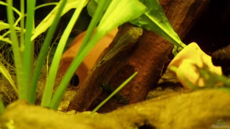 Garnele und Oto bei der ´Arbeit´ von Tobias Kappe (6)