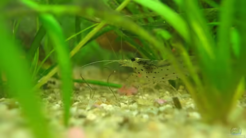 Garnele von -Mark- (12)