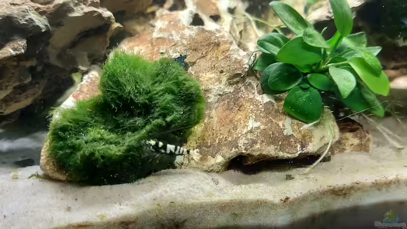 Garnele von Alex Rieger (14)