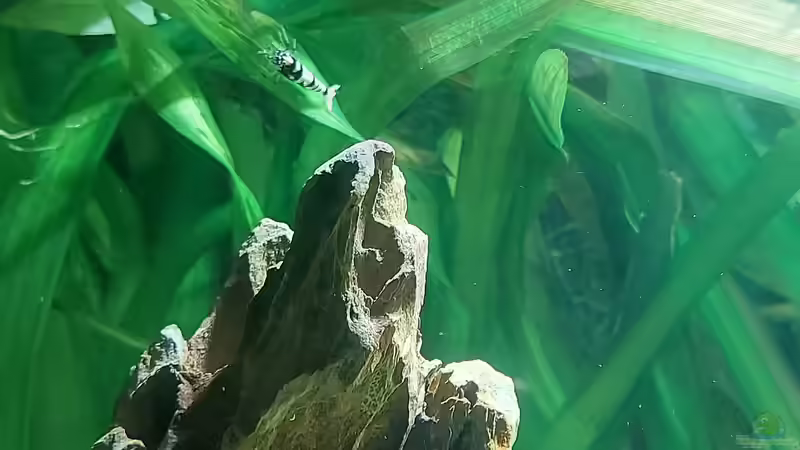 Garnele von Alex Rieger (17)