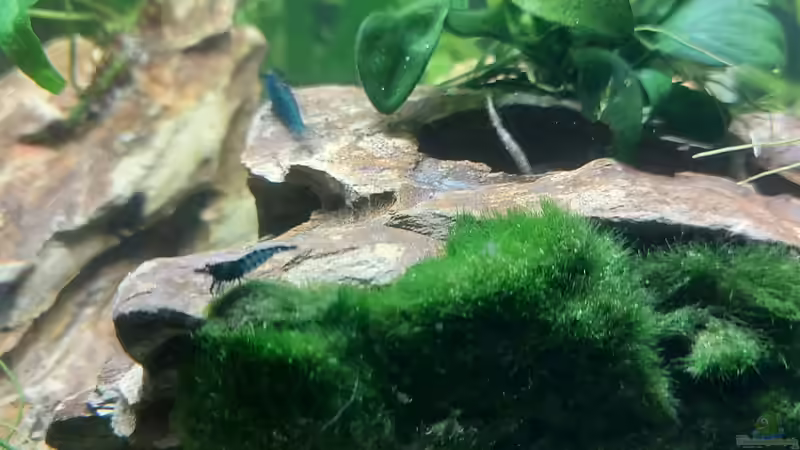 Garnele von Alex Rieger (20)