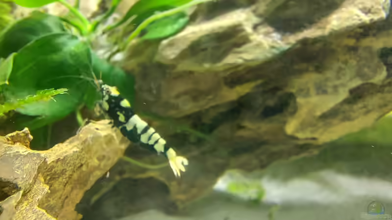 Garnele von Alex Rieger (22)