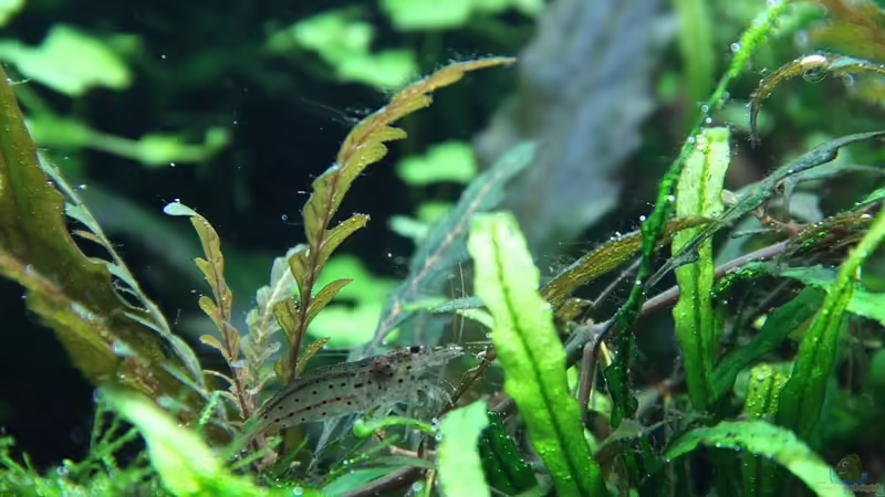 Garnele von disco-d (35)