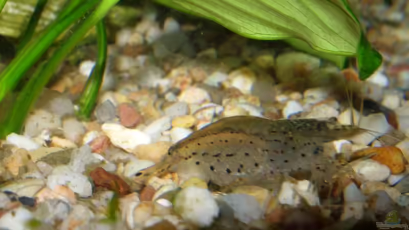 Garnele von Elmar Langer (15)