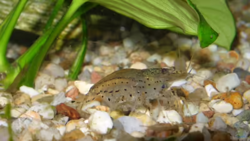 Garnele von Elmar Langer (16)