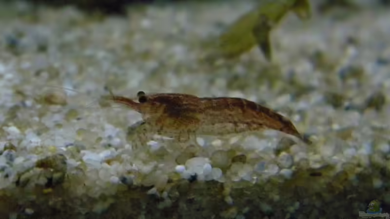 Garnele von flightsim (17)