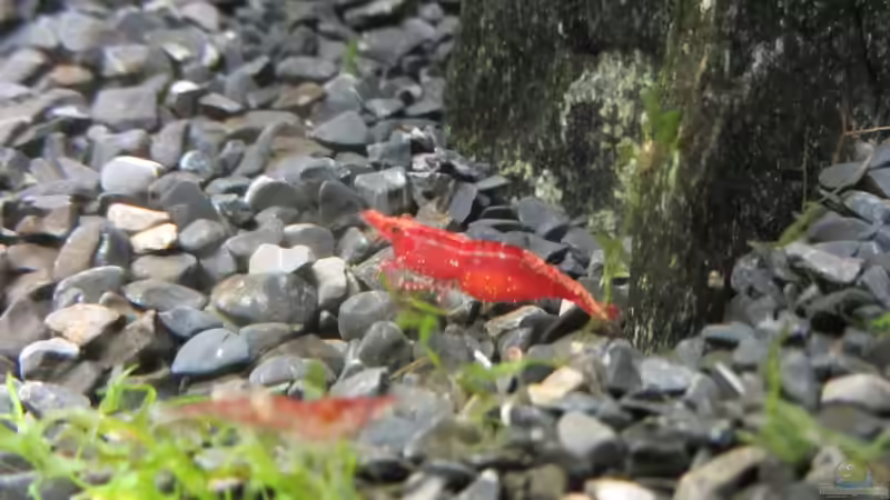 Garnele von Gonnos (22)