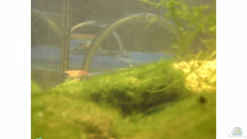 garnele von Lorenz Graf (4)