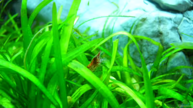 garnele von Oliver Gursky (19)