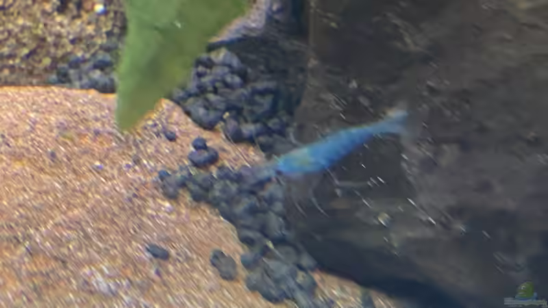 Garnele von Ottche (55)