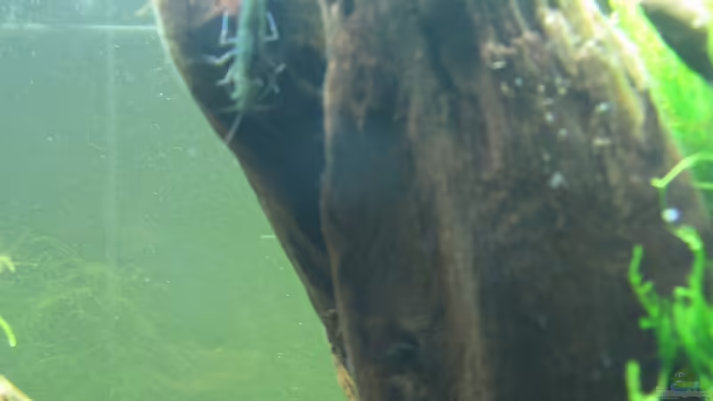 Garnele von Robbie (24)