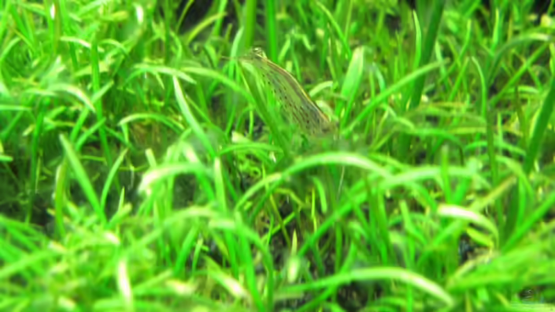 Garnele von Robbie (30)