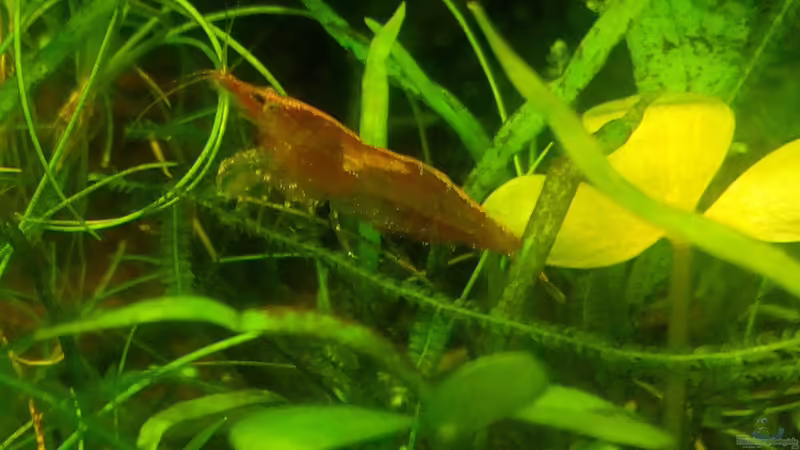 Garnele von Scaper (27)