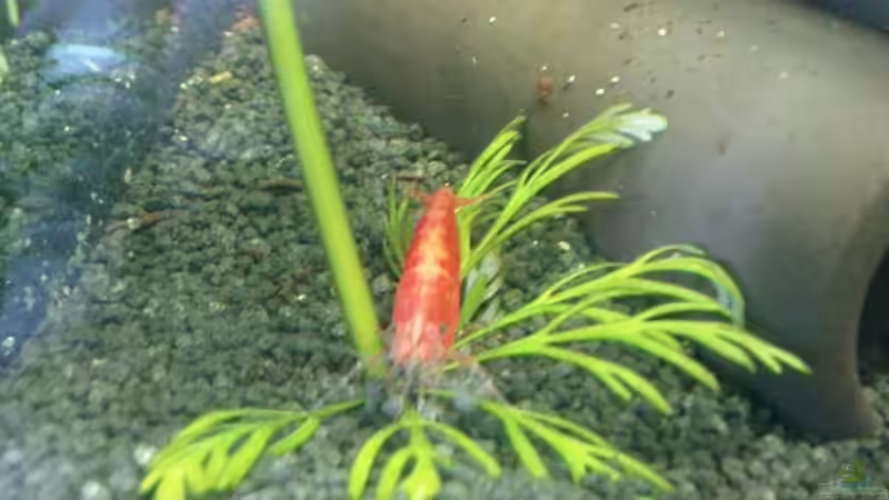 Garnele von Skar (3)