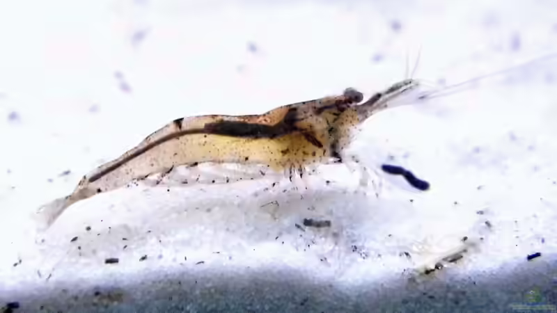 Garnele von snooze (83)