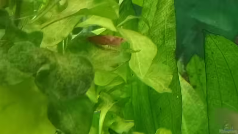 Garnele von Sven2501 (49)