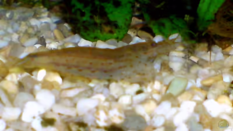 Garnele von Tom Prpic (20)