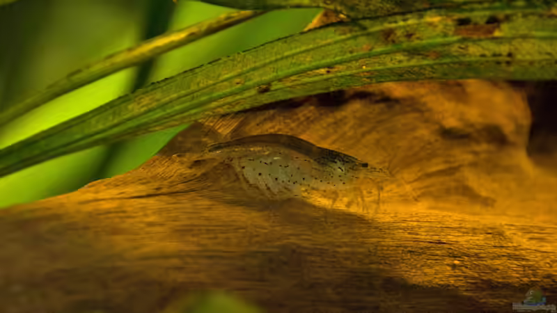 Garnele von Verkaufe mein Aquarium (11)