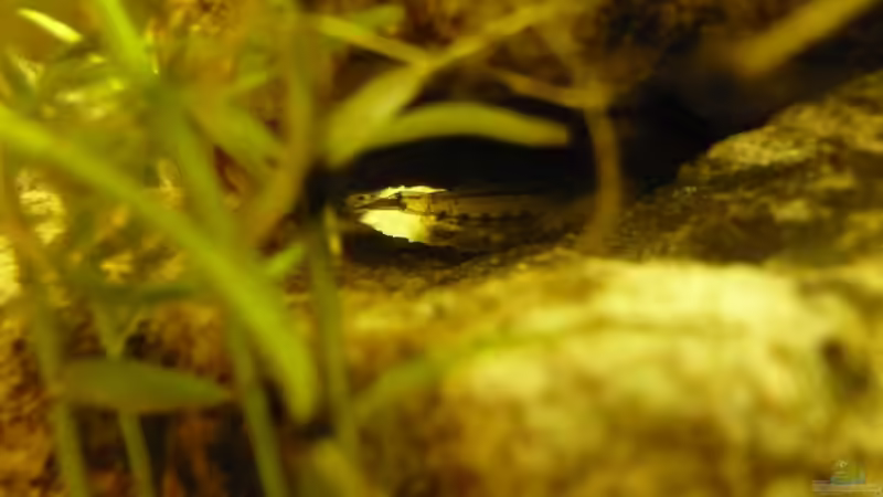 garnele zwischen Steinen von Noah H. (14)