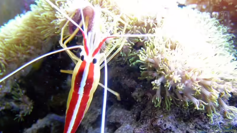 Garnele1 von René Geisler (31)