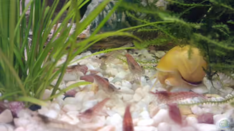 Garnelen + Apfelschnecke von manala (22)