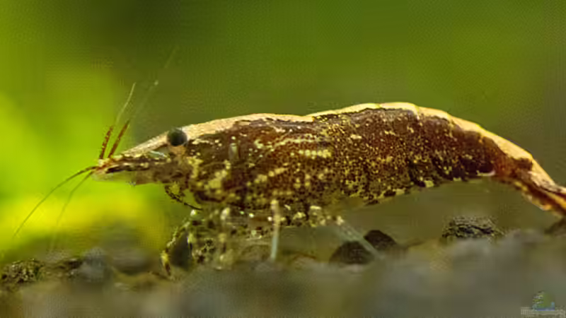 Garnelen  von -Der Österreicher- (16)