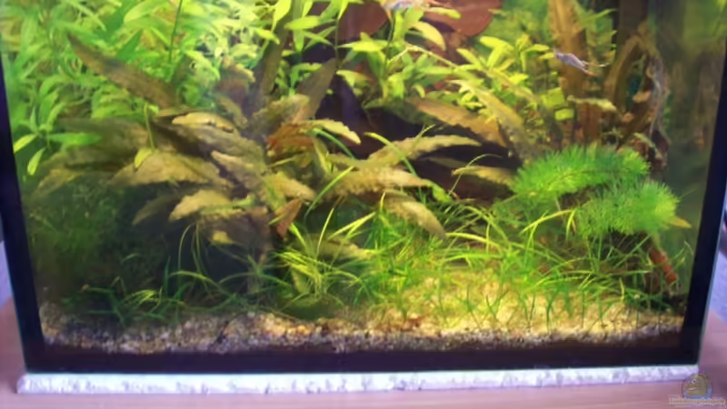 Garnelen-Aquarium von Anja Hermes (1)