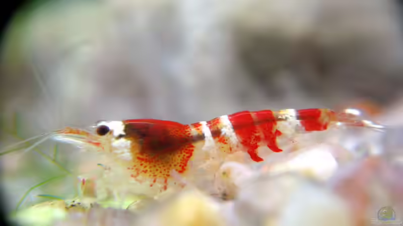 Garnelen-Arten für Anfänger - Der große Leitfaden für den Einstieg in die Garnelenhaltung