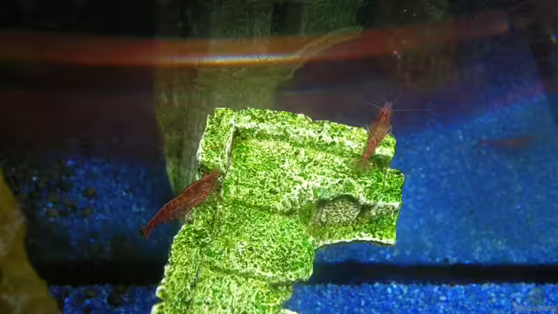 Garnelen auf Dekoration von Patrick Gisi (4)