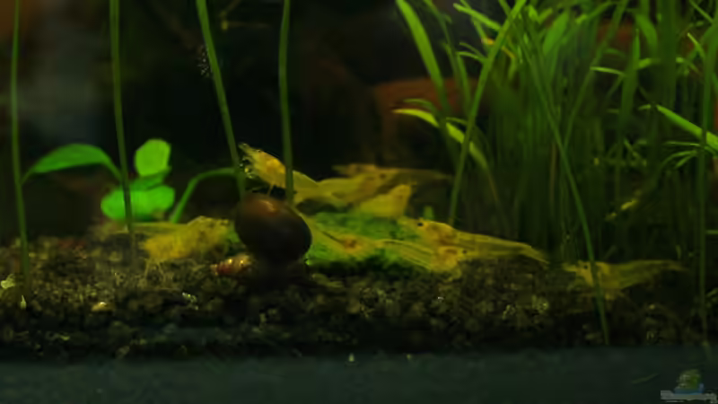 Garnelen auf selbstgemachtem Spirulian-Tab von gezina (16)