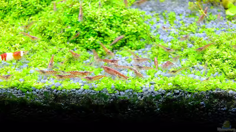 Garnelen aus eigener Zucht von avronaut (11)