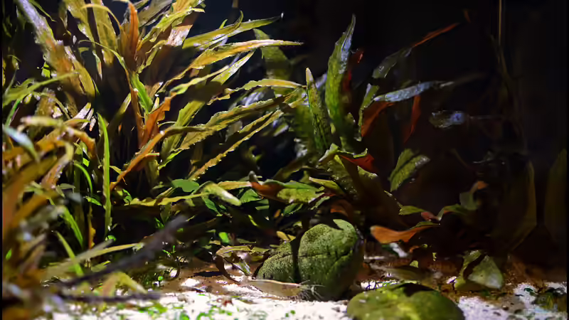 Garnelen bei Ihrem Alltagsgeschäft von Tuduhi (7)