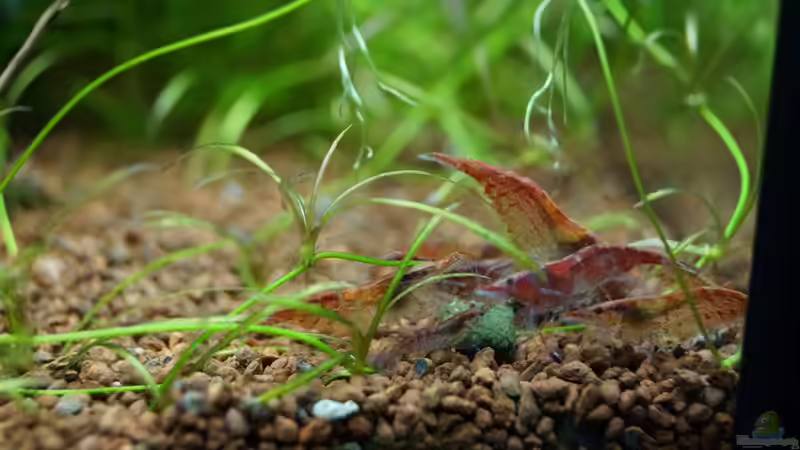 Garnelen beim Futtern von Guido Seifert (38)