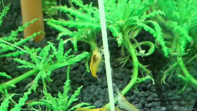 Garnelen beim Spaghetti essen:) von Tobi_88_ (4)