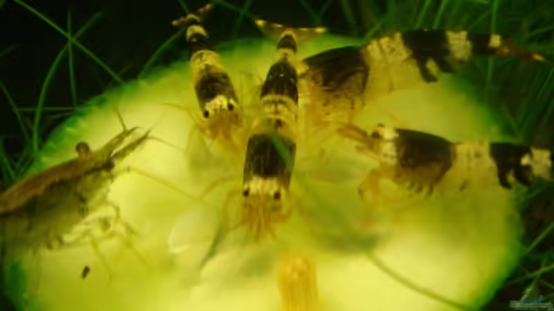 Garnelen+Gurke von Freibel (27)