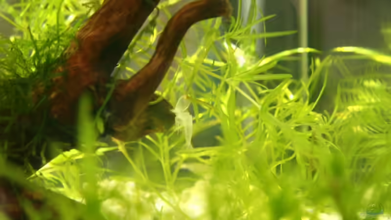 Garnelen-Haut ;) von Yusui (4)