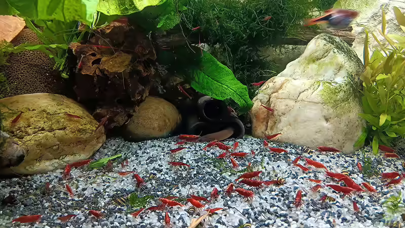 Garnelen Invasion....   von odin 68 (46)