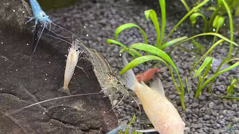 Garnelen,Metallpanzerwelse  von Ottche (58)