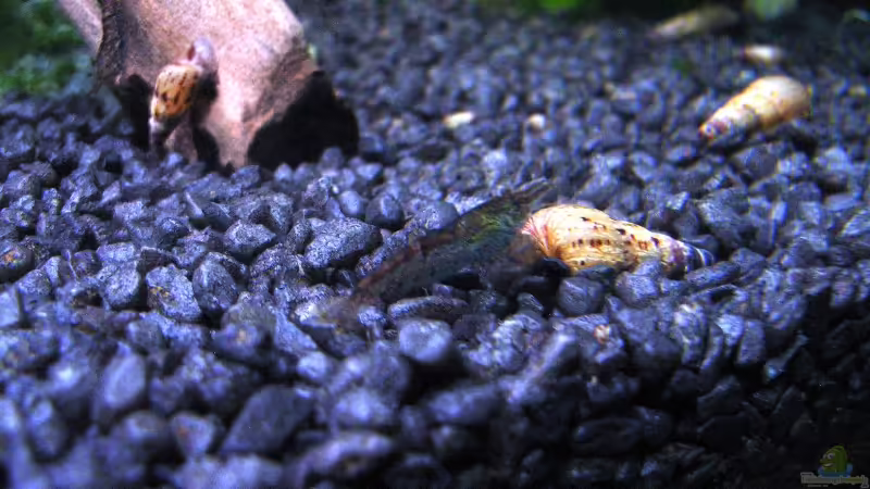 Garnelen-Mischlinge von Aqualex (4)