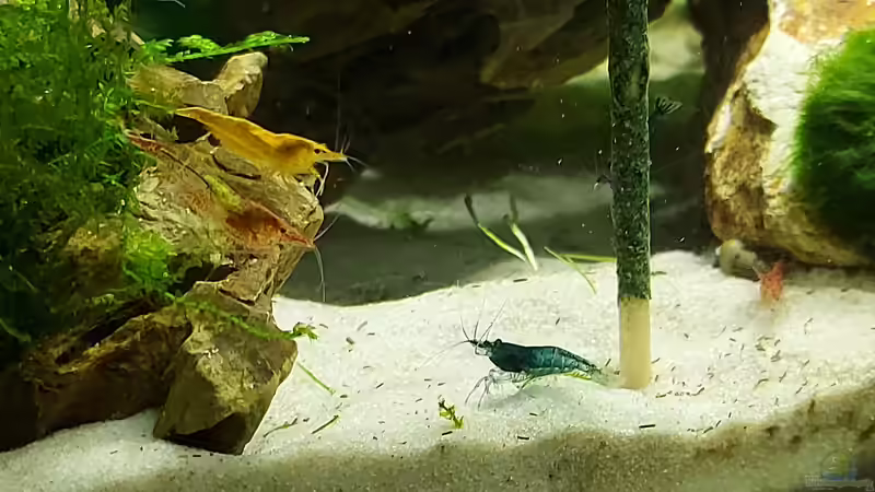 Garnelen mit Lolly von Alex Rieger (26)