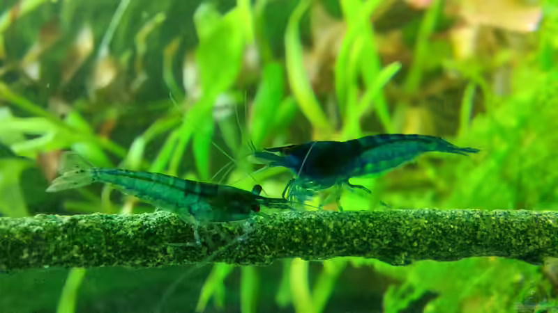 Garnelen mit Lolly von Alex Rieger (27)